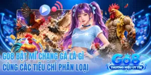 GO8 Bật Mí Chạng Gà Là Gì Cùng Các Tiêu Chí Phân Loại